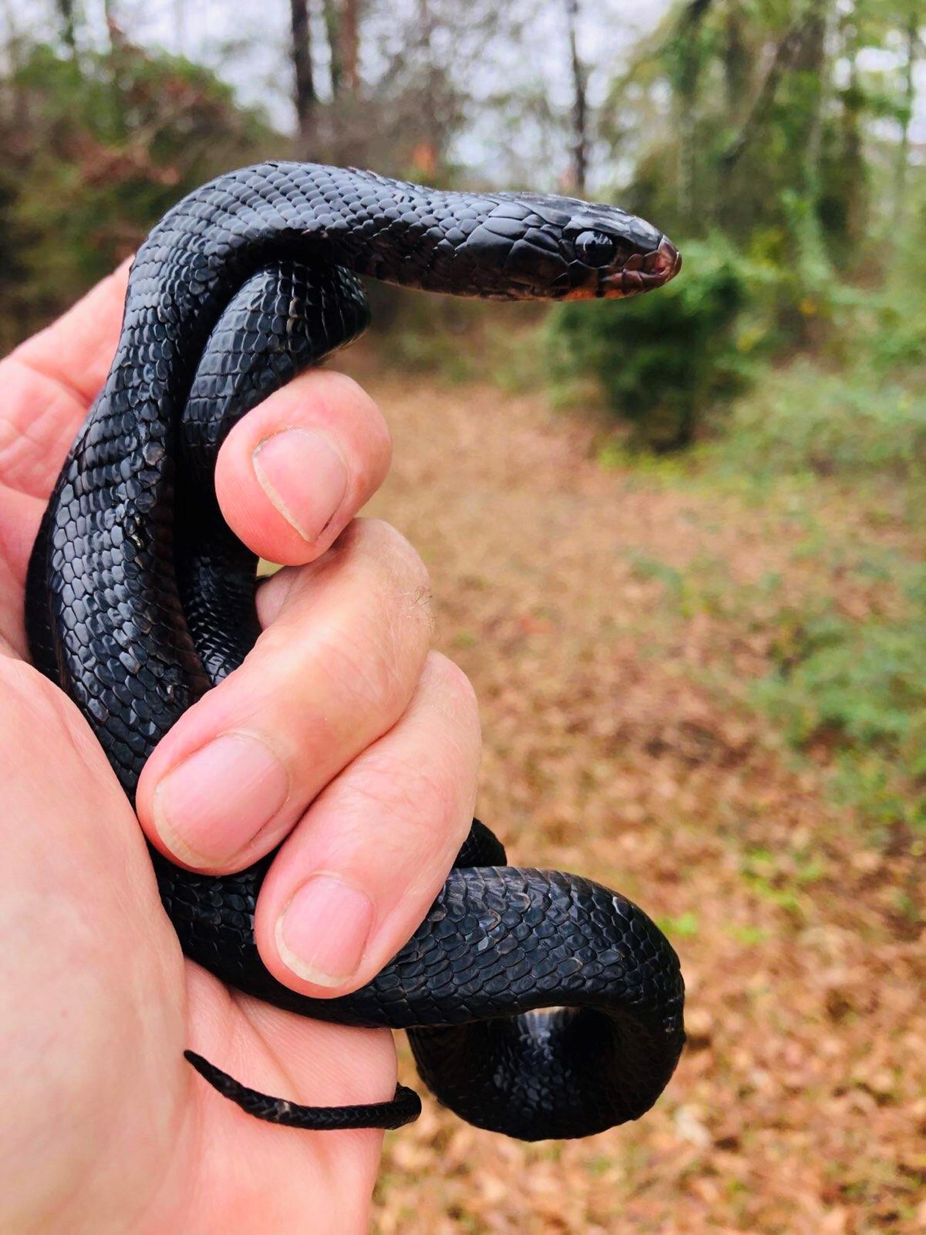 First Wild Eastern Indigo Snake Found In Alabama In 60 Years Outdoor   Eastern Indigo 20 